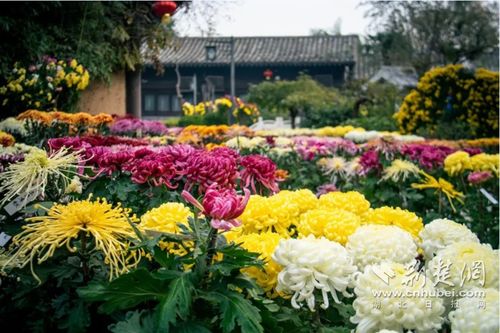 开封清明上河园菊花展：一场让人想哭的视觉盛宴