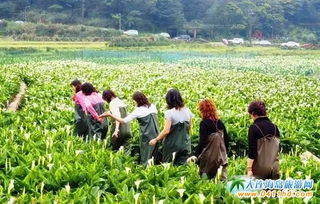 六、 实用小贴士（但其实根本用不上）