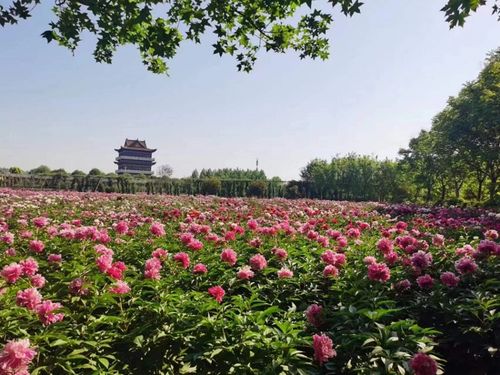 牡丹花下死，做鬼也风流？