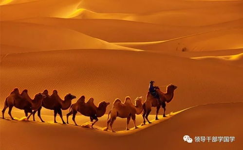 沙漠雪的西域风情之旅：遇见更大的世界