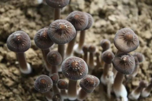 风水地长蘑菇说明什么预兆,地里长出蘑菇来是怎么回事