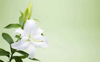 办公室放百合会破产？