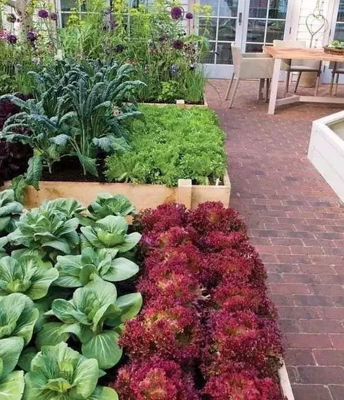 庭院种植玫瑰适合吗？从风水角度来说有哪些讲究？