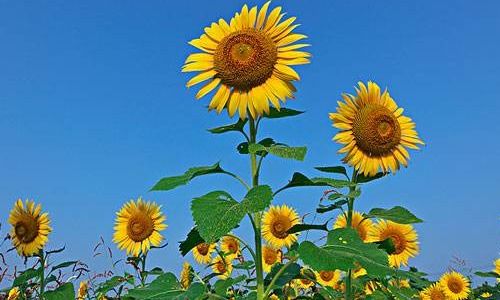 红色太阳花和向日葵分别有什么特殊寓意和花语？