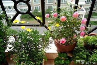室内养花的风水禁忌有哪些,室内养花的风水禁忌