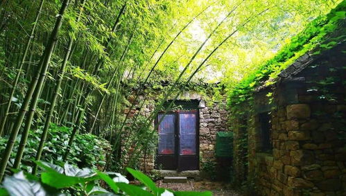 房子周围种树对风水有影响吗？如何改变房子进蛇的风水？