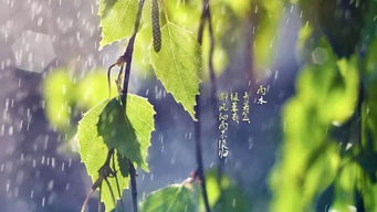 “节气雨水民俗，传承活力生机，爆款非遗文化”