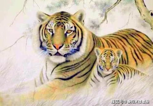 2026年出生属虎的男生性格特点及2026年属虎人的婚劫具体指什么？