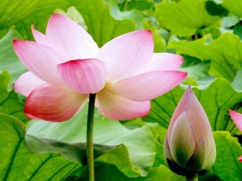 龙年大吉大利！