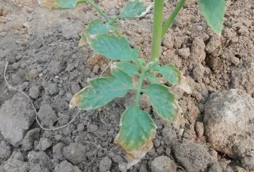 家里种植窝瓜会对家中的风水产生不良影响吗？