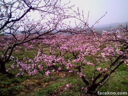 桃花：人面桃花相映红