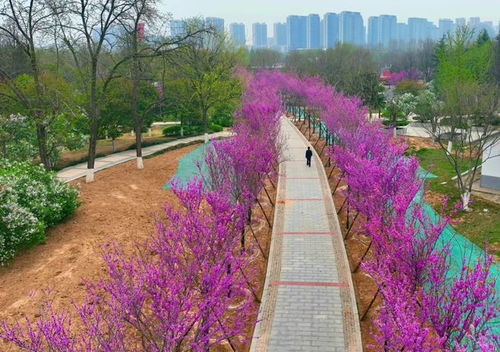 商丘日月湖绣线菊海，新晋打卡胜地，爆款旅游新宠