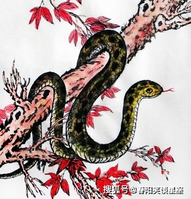 牛和蛇的八字相合吗？这对组合的八字相配好吗？