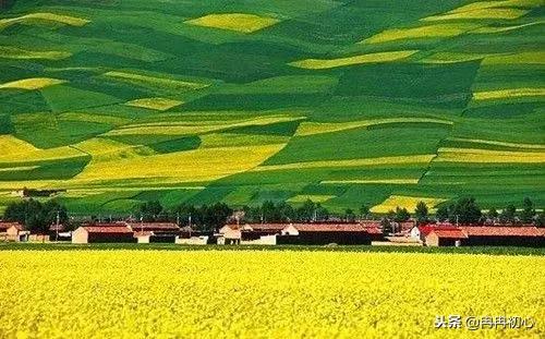 其他花海推荐：不止油菜花