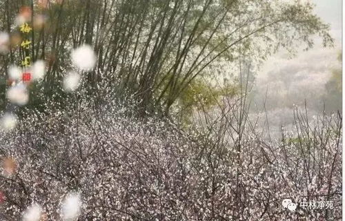 船埔吉告千亩古梅园（预测最佳赏梅期:1月8日至12日)