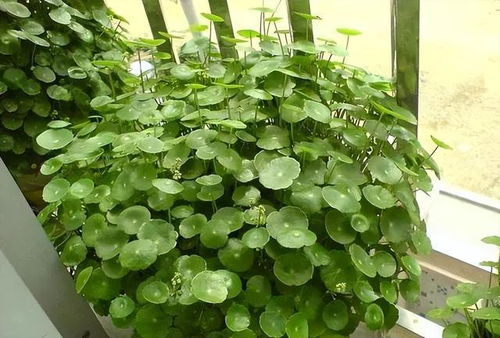 二、 “三思而后行”：不同植物的适配性