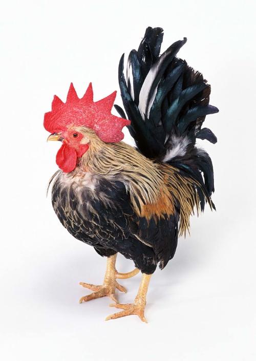 南江鸡饭店的特色菜肴：南江一品煲？