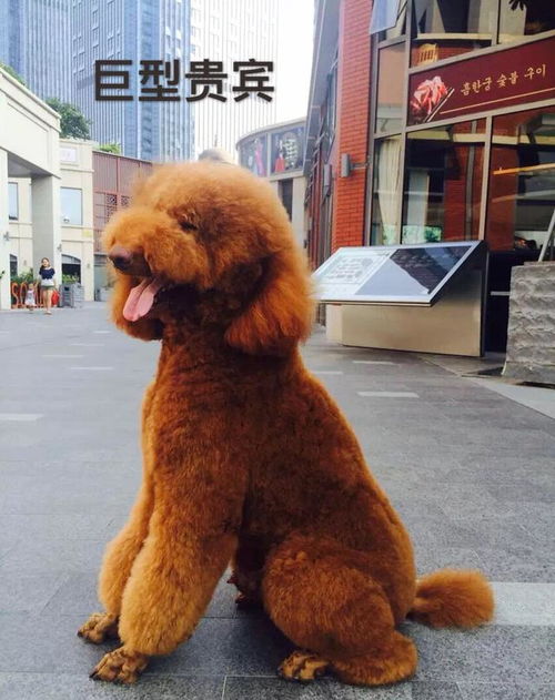 巨市场价格较高犬优势和不足