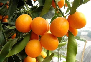 星座与金桔：天蝎座的“秘密花园”