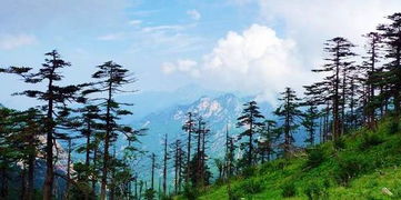 秦岭树林,秦岭树林