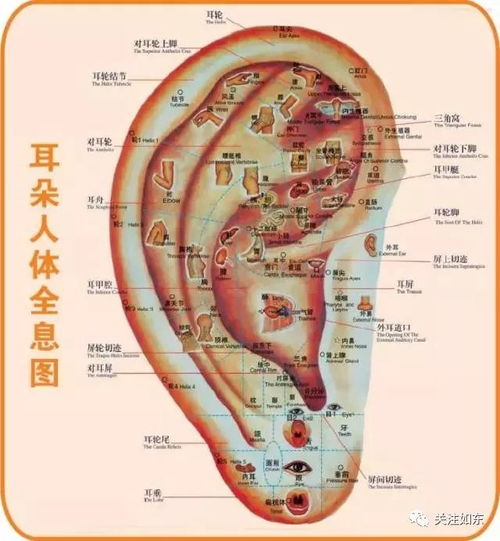 二、 耳朵大有福 耳垂厚那是长寿的储油箱