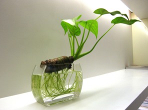 4. 滴水观音