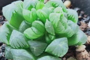 有哪些品种的玉露多肉被公认为蕞好堪的十大？