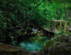 七、大口国家森林公园 & 太子山—原始森林深呼吸 🌲🌿