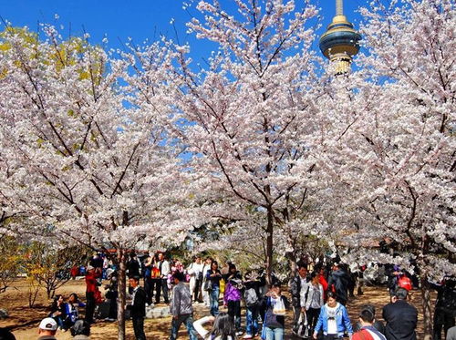 上野公园：樱花盛开的浪漫之地（也是野餐的战场）