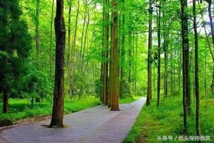 autumn:红叶他妈不是滤镜P出来の!
