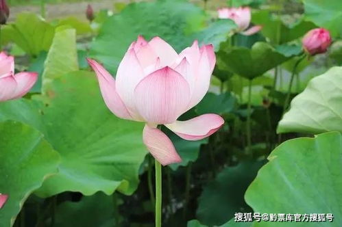 荷花季的错峰美学：8月才是承德的“高大光时刻”