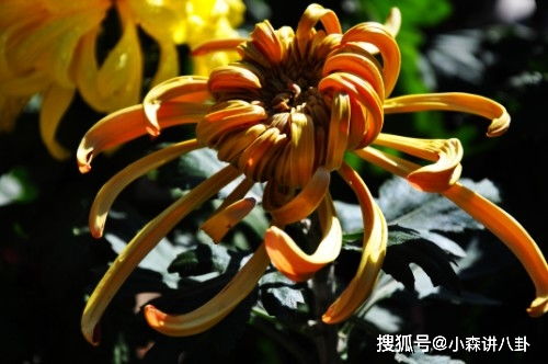 成双成对结姻缘，哪个生肖能匹配？