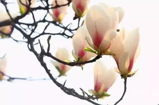 玉兰花开了！快去拍照留念！（小心被蜜蜂蛰！）