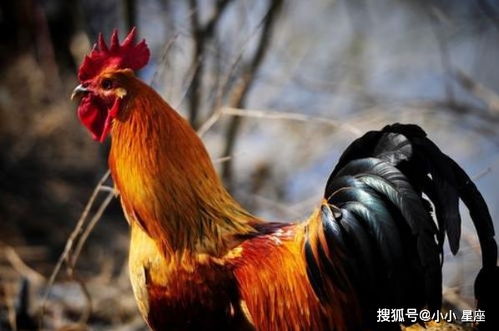 属鸡属羊双喜临门，贵人相助财运旺，你准备好迎接了吗？