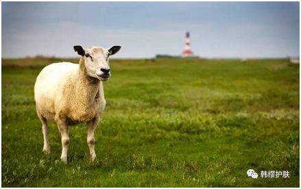 属羊感情算命大师女生名字，属羊的女人最旺夫的微信名字叫什么？