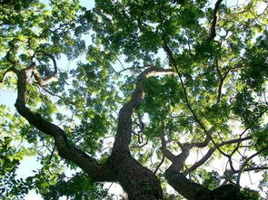 花梨树的风水禁忌,花梨木的风水