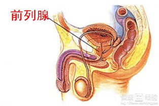 前列腺保养：别让它偷偷罢工