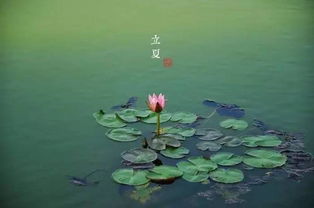 泉州立夏节：千年古俗，夏至味蕾盛宴
