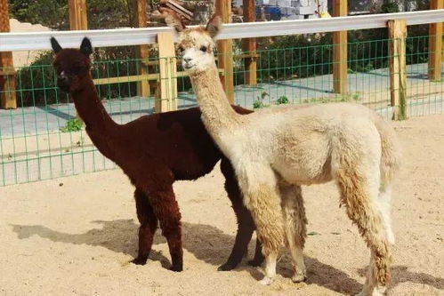 知识就是力量？不如说是家长的自我安慰