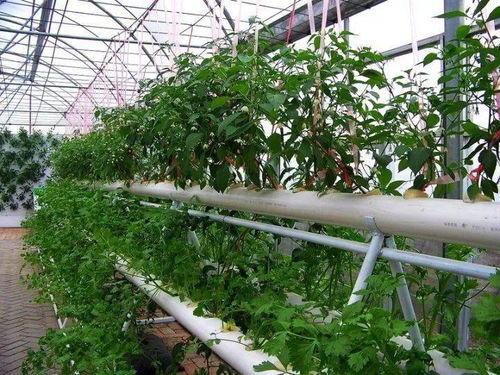 室内怎么种红薯叶,楼顶种红薯叶风水好不好