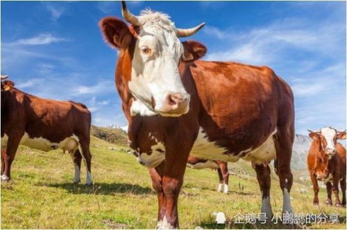 2026年属牛人旺财手机号码推荐，1985年属牛人手机号码推荐有哪些？