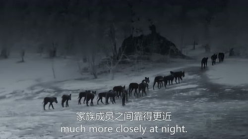 黑暗中的咆哮