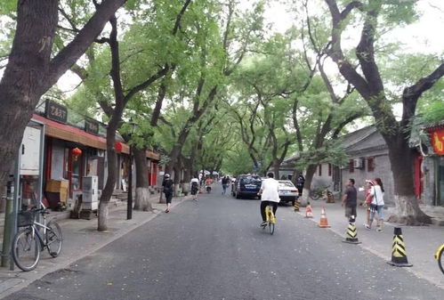 噪音一：街角较小猫