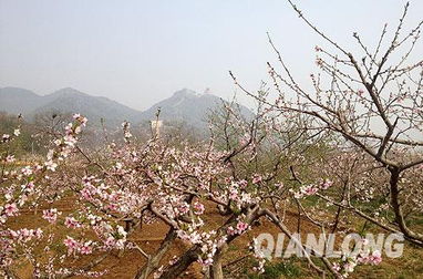 旅游攻略：如何畅游中江古镇