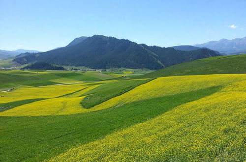 漫山遍野的动物是什么生肖？这生肖在十二生肖中指的是什么？