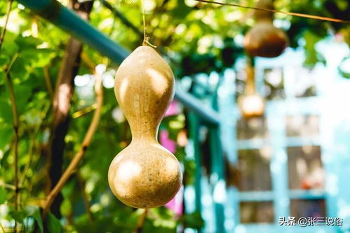 葫芦的材质大比拼，哪种最好？