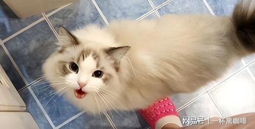 女布偶猫经典命名方案