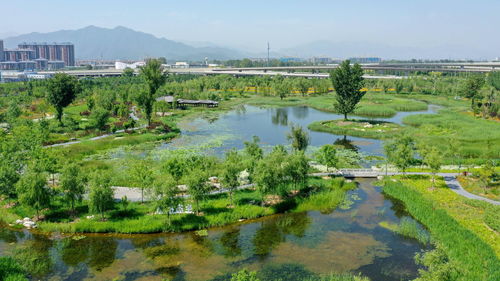 2. 项城湿地公园：蚊子的盛宴