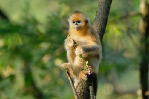 2026年属猴的人九月份和秋季财运具体如何？