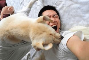 梦见被小狗咬伤腿，这究竟预示着什么不幸的征兆呢？